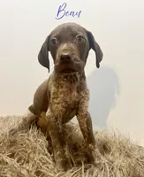 Beau AKC, a male German Shorthaired Pointer for sale in Demopolis, AL – Photo 3 of 6