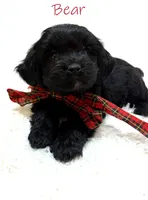 Bear, a male Miniature Goldendoodle for sale in Demopolis, AL – 6 of 10