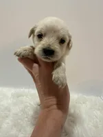 Mini Goldendoodle , a male Miniature Goldendoodle for sale in Demopolis, AL – 2 of 3