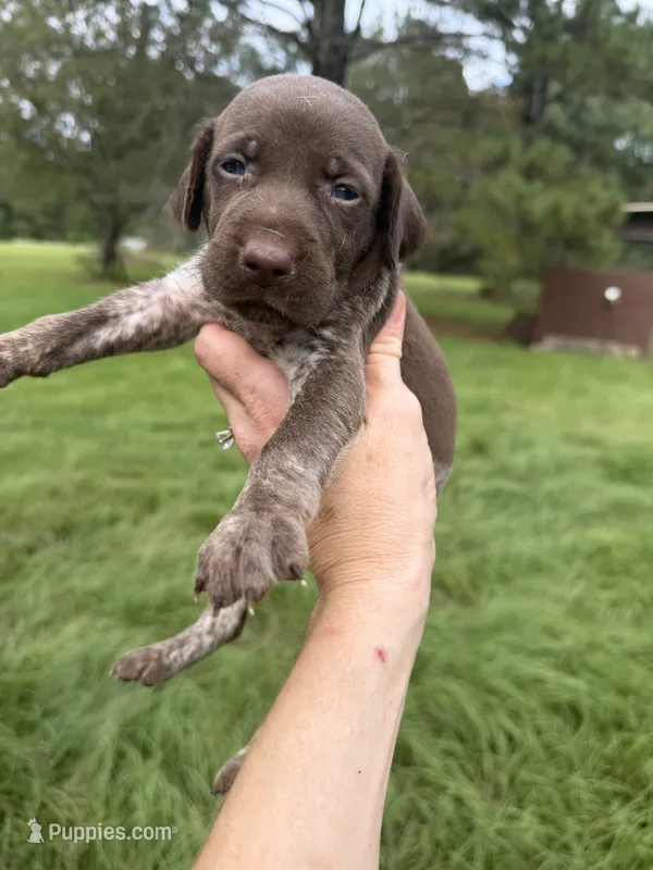 AKC Mae – German Shorthaired Pointer puppy for sale in Demopolis, AL