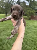 AKC Mae, a female German Shorthaired Pointer for sale in Demopolis, AL – 1 of 6