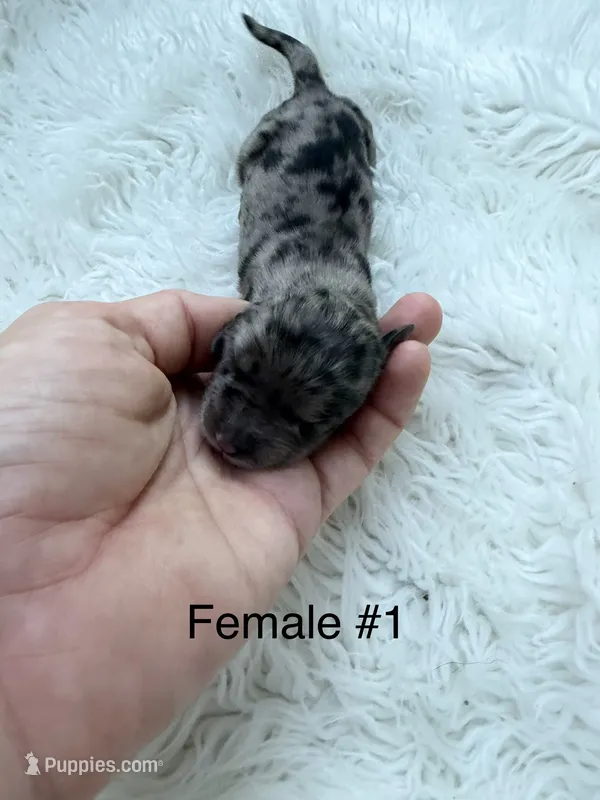 Mini Goldendoodle  – Miniature Goldendoodle puppy for sale in Demopolis, AL