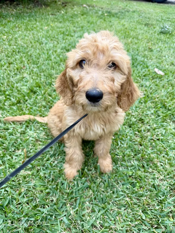 Stella F1 – Goldendoodle puppy for sale in Demopolis, AL