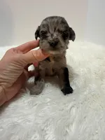 Mini Goldendoodle , a female Miniature Goldendoodle for sale in Demopolis, AL – 3 of 6