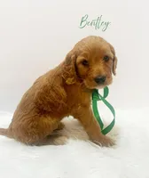 Bentley F1, a male Goldendoodle for sale in Demopolis, AL – Photo 3 of 3