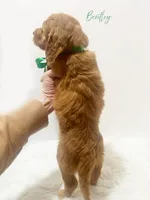 Bentley F1, a male Goldendoodle for sale in Demopolis, AL – Photo 2 of 3