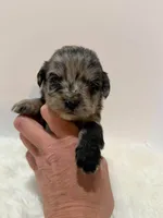 Mini Goldendoodle , a female Miniature Goldendoodle for sale in Demopolis, AL – 5 of 6