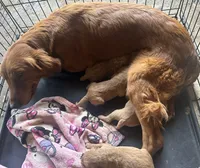 Owen F1, a male Goldendoodle for sale in Demopolis, AL – Photo 2 of 2