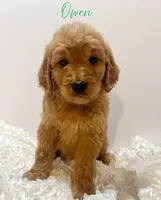 Owen F1, a male Goldendoodle for sale in Demopolis, AL – Photo 1 of 2