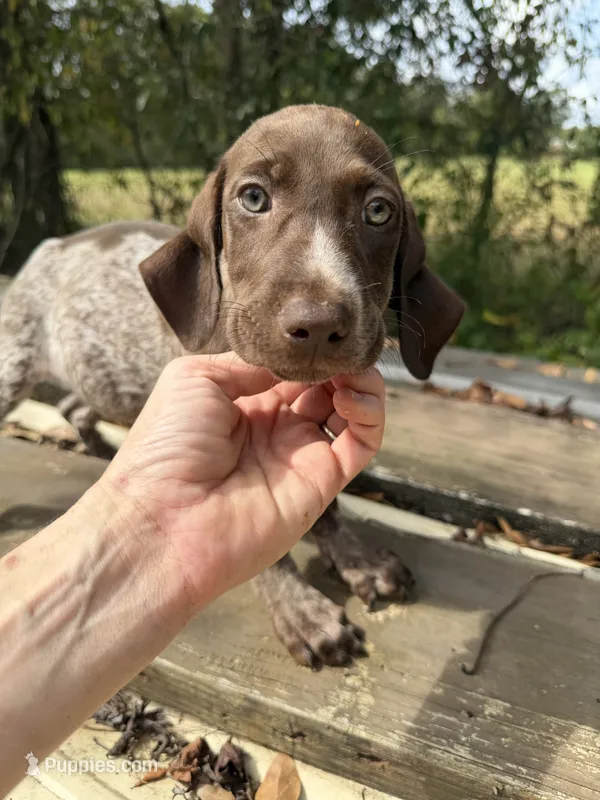 Logan AKC – German Shorthaired Pointer puppy for sale in Demopolis, AL