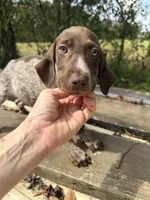 Logan AKC, a female German Shorthaired Pointer for sale in Demopolis, AL – 1 of 3