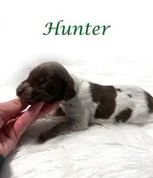 Hunter AKC Liver Roan XMAS, a male German Shorthaired Pointer for sale in Demopolis, AL – Photo 2 of 3