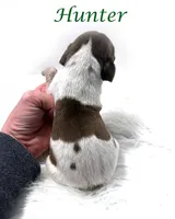 Hunter AKC Liver Roan XMAS, a male German Shorthaired Pointer for sale in Demopolis, AL – Photo 3 of 3