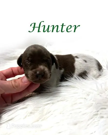 Hunter AKC Liver Roan XMAS