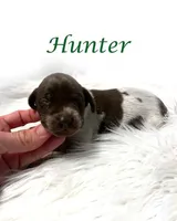 Hunter AKC Liver Roan XMAS, a male German Shorthaired Pointer for sale in Demopolis, AL – Photo 1 of 3