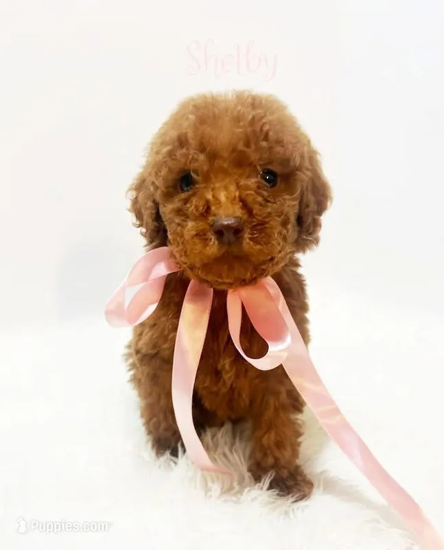 Red F1b, a female Goldendoodle for sale in Demopolis, AL – Photo 1 of 1