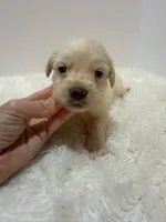 F1b Mini Goldendoodle , a male Miniature Goldendoodle for sale in Demopolis, AL – 3 of 5