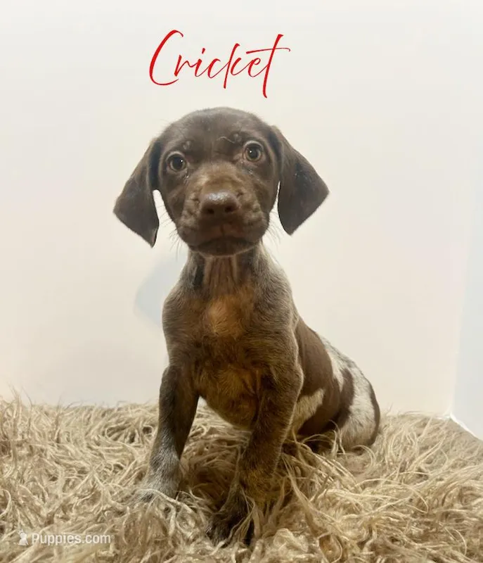 AKC GSP Cricket
