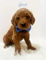 F1, a male Goldendoodle for sale in Demopolis, AL – Photo 3 of 4