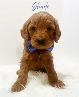 F1, a male Goldendoodle for sale in Demopolis, AL – Photo 2 of 4