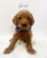 F1, a male Goldendoodle for sale in Demopolis, AL – Photo 1 of 4