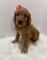 F1 Hallie , a female Goldendoodle for sale in Demopolis, AL – 2 of 9