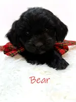 Bear, a male Miniature Goldendoodle for sale in Demopolis, AL – 4 of 10