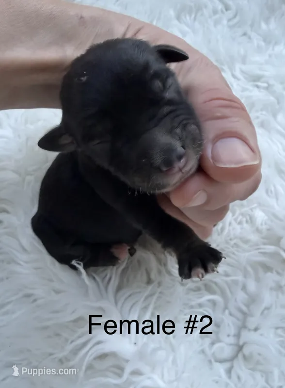 Mini Goldendoodle  – Miniature Goldendoodle puppy for sale in Demopolis, AL