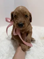 Stella F1, a female Goldendoodle for sale in Demopolis, AL – 3 of 6