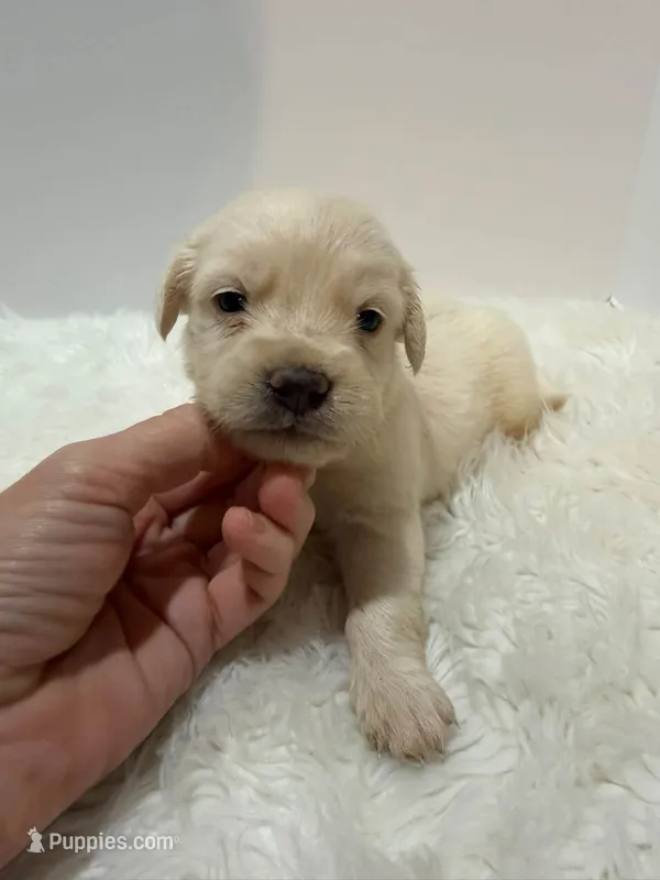 F1b Mini Goldendoodle  – Miniature Goldendoodle puppy for sale in Demopolis, AL