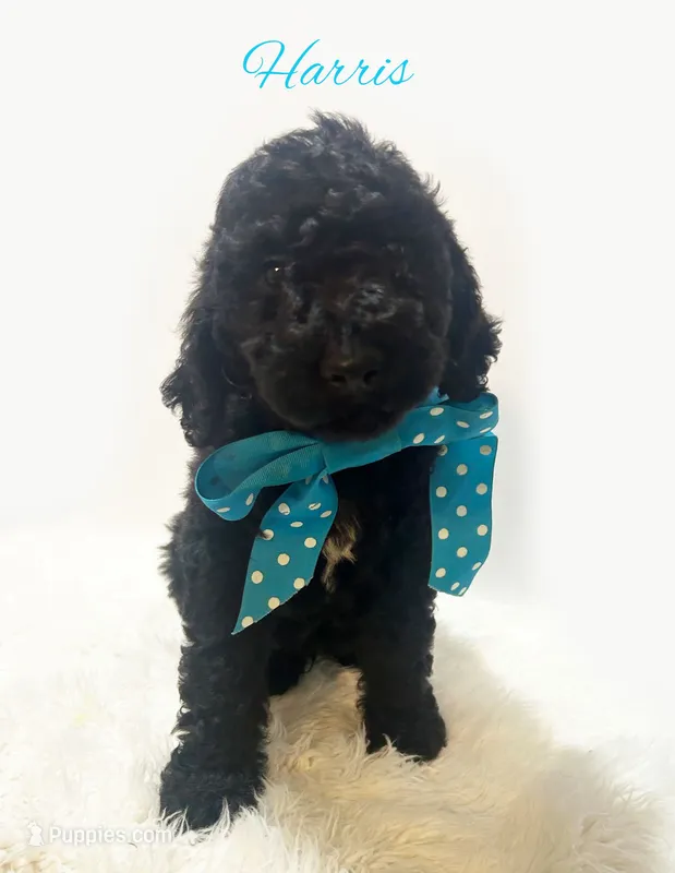 Harris – Goldendoodle puppy for sale in Demopolis, AL