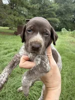 AKC Laremy, a female German Shorthaired Pointer for sale in Demopolis, AL – 3 of 5