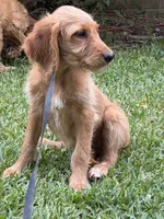 Hallie, a female Goldendoodle for sale in Demopolis, AL – 2 of 2