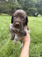AKC Hallie, a female German Shorthaired Pointer for sale in Demopolis, AL – 3 of 9