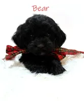 Bear, a male Miniature Goldendoodle for sale in Demopolis, AL – 3 of 10