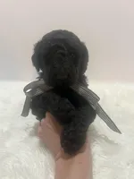 Dillon, a male Goldendoodle for sale in Demopolis, AL – Photo 2 of 5