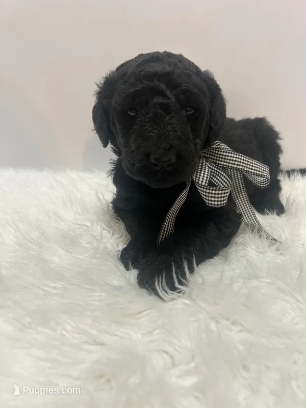 Dillon – Goldendoodle puppy for sale in Demopolis, AL