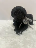 Dillon, a male Goldendoodle for sale in Demopolis, AL – Photo 1 of 5