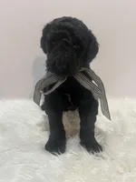 Dillon, a male Goldendoodle for sale in Demopolis, AL – Photo 5 of 5
