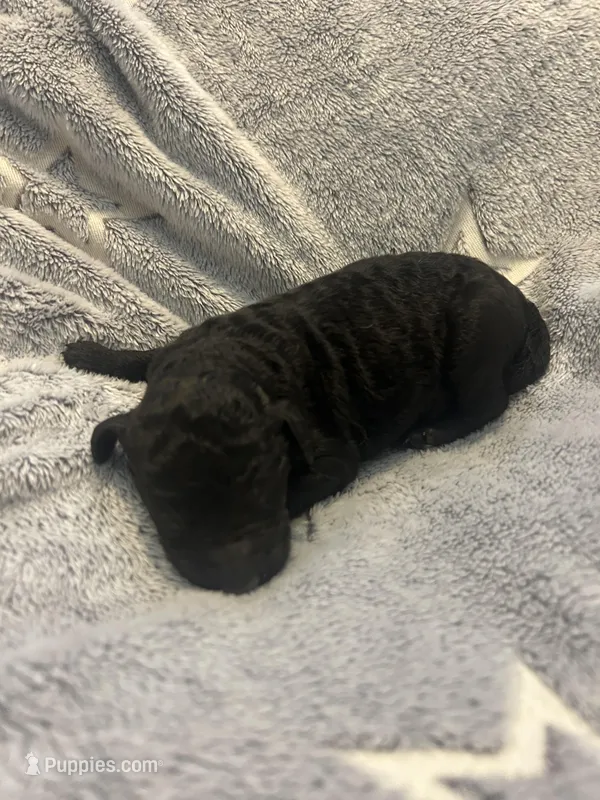 Dillon – Goldendoodle puppy for sale in Demopolis, AL