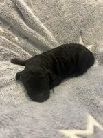 Dillon, a male Goldendoodle for sale in Demopolis, AL – Photo 1 of 2