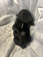 Dillon, a male Goldendoodle for sale in Demopolis, AL – Photo 2 of 2