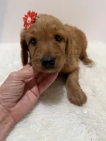 F1 Hallie , a female Goldendoodle for sale in Demopolis, AL – 5 of 9
