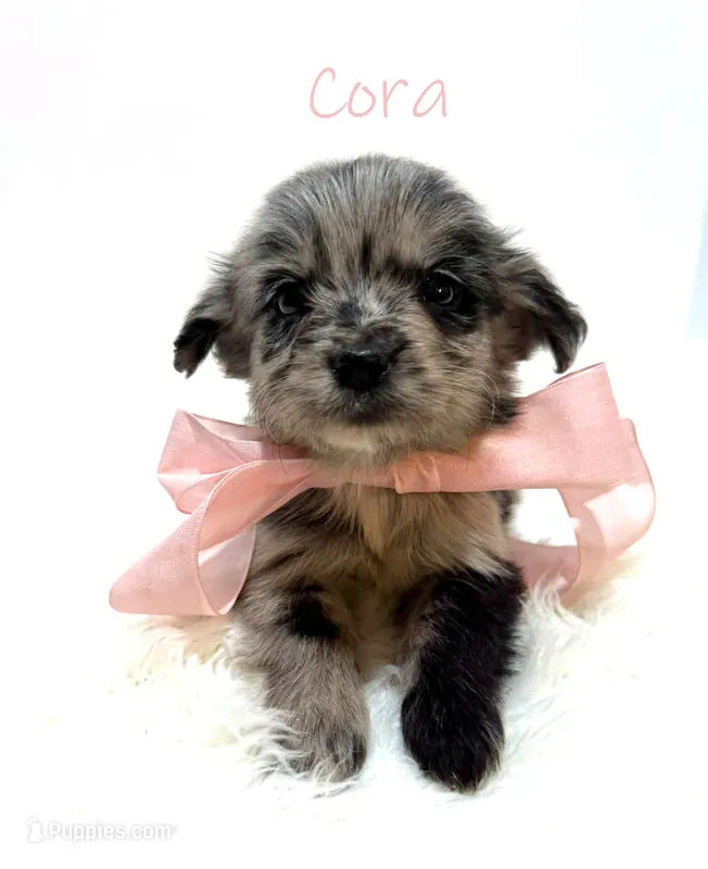 Mini Goldendoodle  – Miniature Goldendoodle puppy for sale in Demopolis, AL