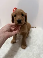 F1 Hallie , a female Goldendoodle for sale in Demopolis, AL – 8 of 9