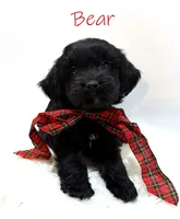 Bear, a male Miniature Goldendoodle for sale in Demopolis, AL – 5 of 10