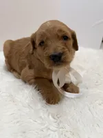 F1 Hallie , a female Goldendoodle for sale in Demopolis, AL – 3 of 4