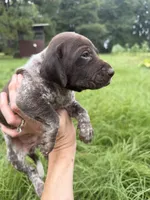 AKC Hallie, a female German Shorthaired Pointer for sale in Demopolis, AL – 6 of 9