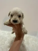 Mini Goldendoodle , a male Miniature Goldendoodle for sale in Demopolis, AL – 3 of 3