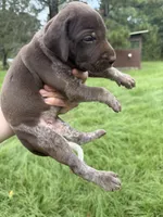AKC Jersey , a female German Shorthaired Pointer for sale in Demopolis, AL – 4 of 6